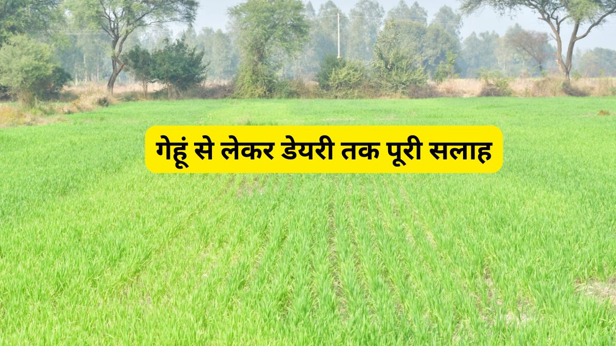 ठंड का डबल अटैक! कृषि विभाग ने फसल और पशुओं को बचाने के लिए बताए जरूरी उपाय