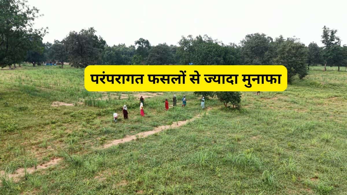 छोटे किसानों की किस्मत चमका रही ये 'घास', 1000 रुपए लीटर बिकता है इसका तेल, सरकार भी कर रही मदद