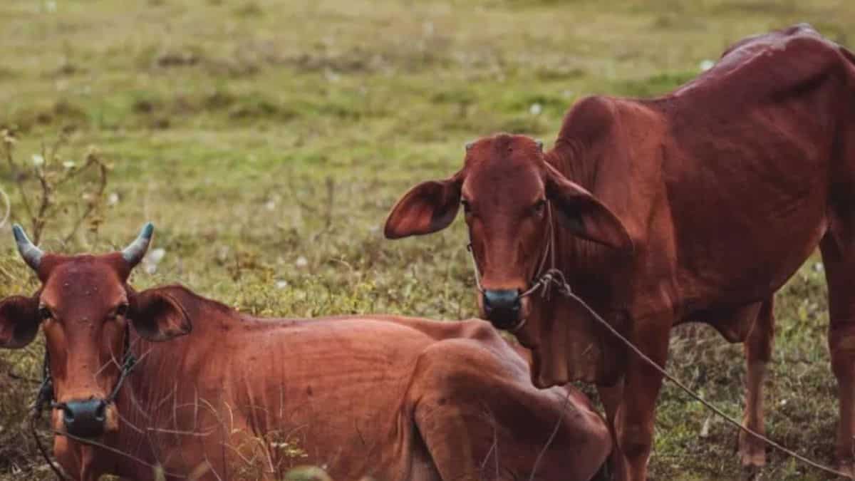 पशुपालकों के लिए खुशखबरी! 33% तक अनुदान के साथ डेयरी बिजनेस का मौका, जानें पूरी डीटेल