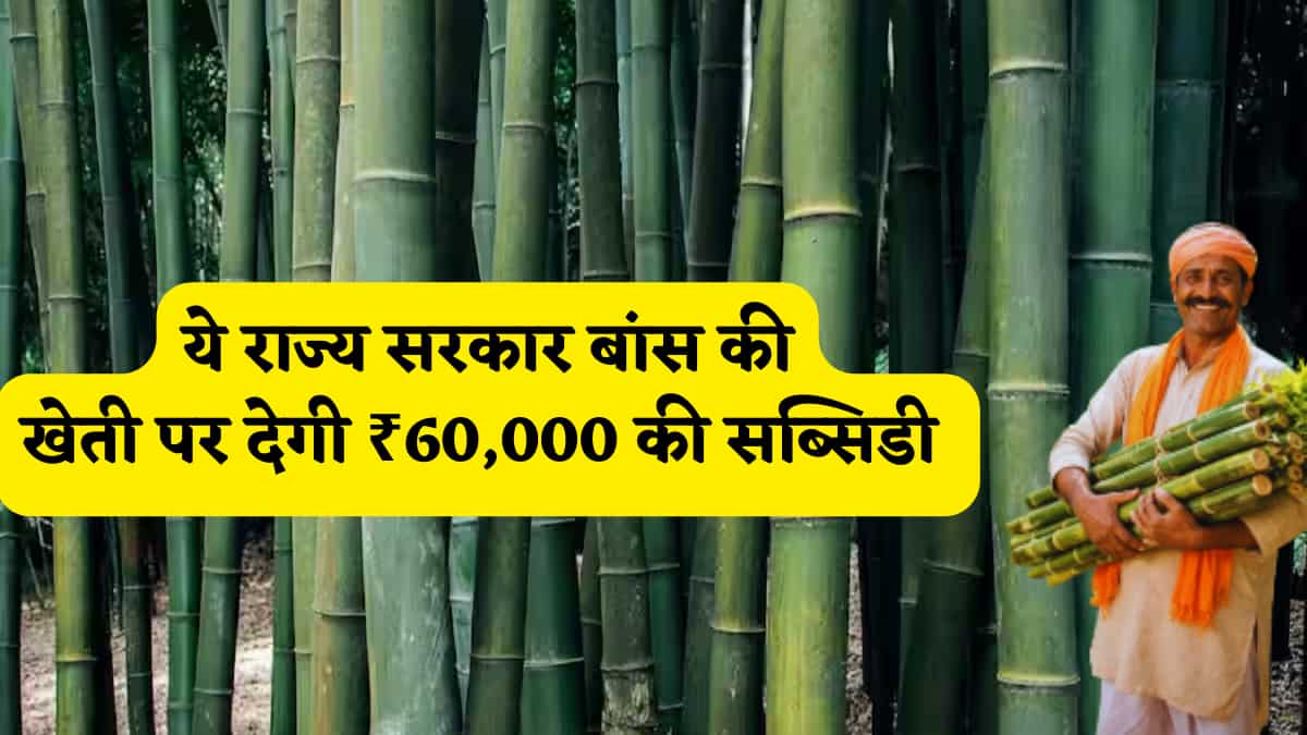 ₹60,000 की सब्सिडी और बरसों तक कमाई! बांस की खेती ने किसानों के लिए खोले तरक्की के रास्ते, जानें ऑनलाइन आवेदन का प्रोसेस