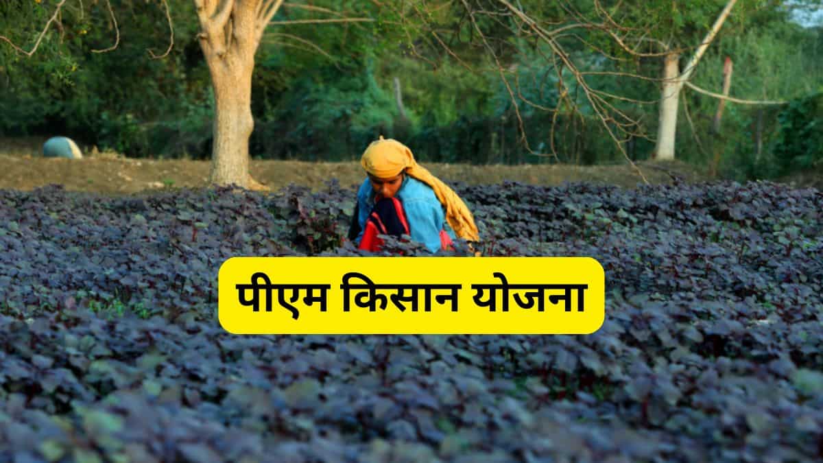 PM Kisan: यूपी के 19 लाख किसानों को बड़ा झटका! रुक गई पीएम किसान की किस्त, कहीं आपका नाम तो नहीं?