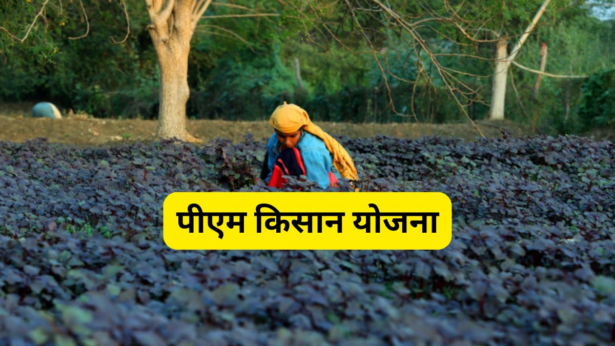 PM Kisan: यूपी के 19 लाख किसानों को बड़ा झटका! रुक गई पीएम किसान की किस्त, कहीं आपका नाम तो नहीं?