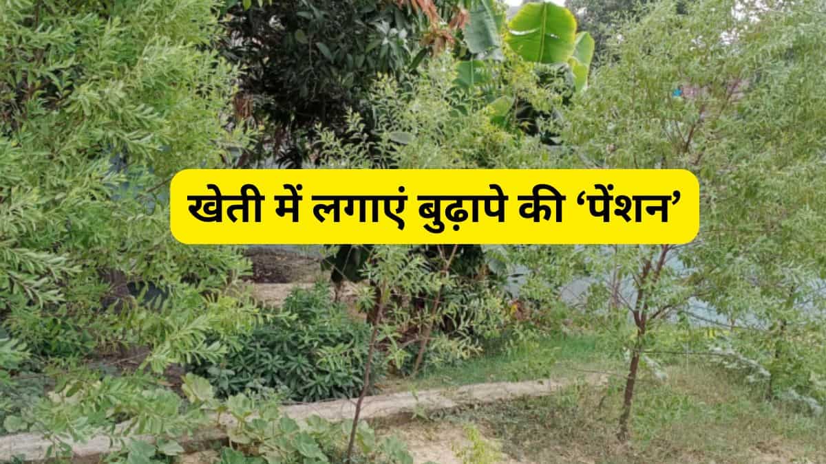 खेत में रोपिए 'ग्रीन फिक्स्ड डिपॉजिट'! एक बार का निवेश, रिटायरमेंट पर देगा करोड़ों की 'पेंशन'
