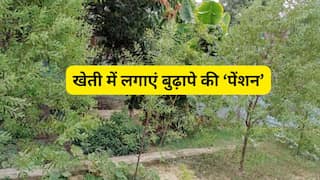 खेत में रोपिए 'ग्रीन फिक्स्ड डिपॉजिट'! एक बार का निवेश, रिटायरमेंट पर देगा करोड़ों की 'पेंशन'