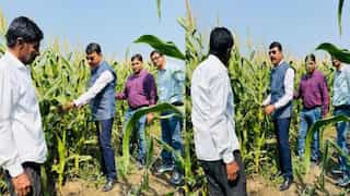 Success Story: स्वीट कॉर्न की खेती ने किसान को बनाया मालामाल, 3 महीने में कमाया ₹10 लाख का मुनाफा