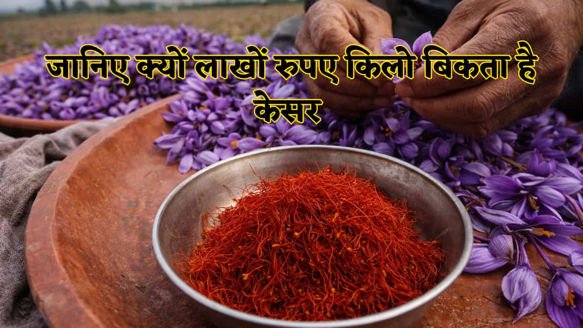 सोने के भाव बिकता है केसर? 75,000 फूलों से निकलता है सिर्फ आधा किलो,जानिए खेती और भारी मुनाफे का राज