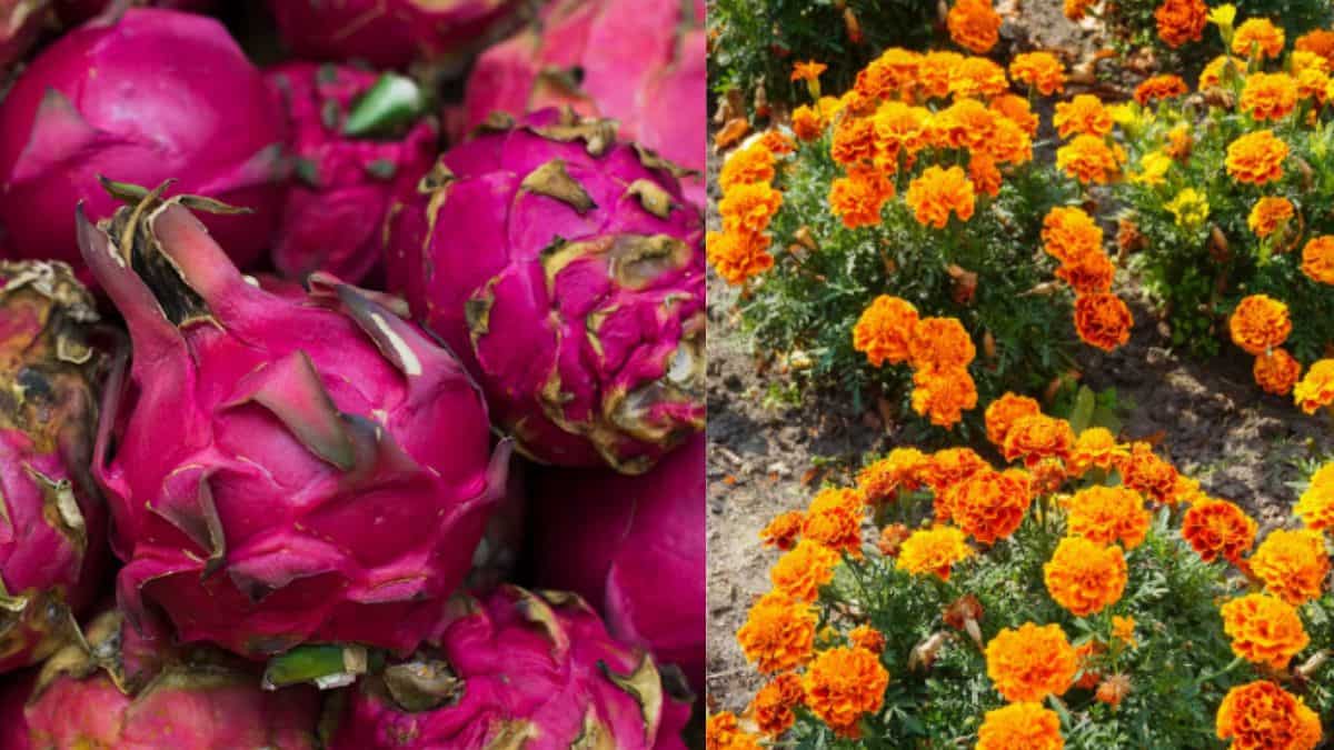 धान-गेहूं को कहें अलविदा! ड्रैगन फ्रूट और गेंदे की खेती से होगी बंपर कमाई, सरकार भी दे रही भारी सब्सिडी