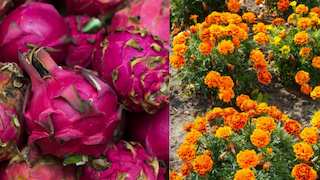 धान-गेहूं को कहें अलविदा! ड्रैगन फ्रूट और गेंदे की खेती से होगी बंपर कमाई, सरकार भी दे रही भारी सब्सिडी