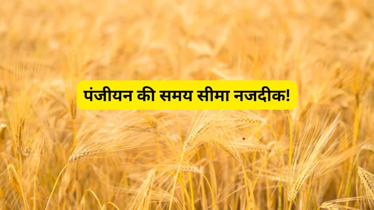 किसान भाई ध्यान दें! 7 मार्च है रजिस्ट्रेशन की अंतिम तारीख, ₹2,585 प्रति क्विंटल पर गेहूं खरीदेगी सरकार
