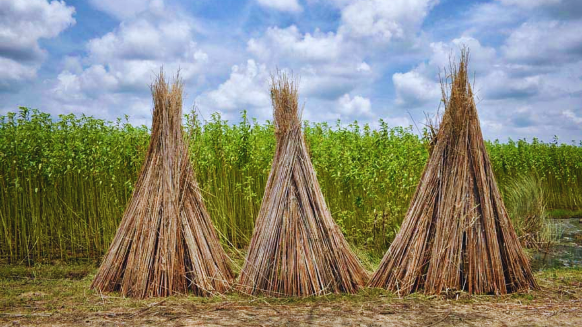 जूट किसानों की बल्ले-बल्ले! मोदी सरकार ने MSP में की ₹275 की भारी बढ़ोतरी, जमाखोरी रोकने के लिए स्टॉक लिमिट पर सख्त आदेश