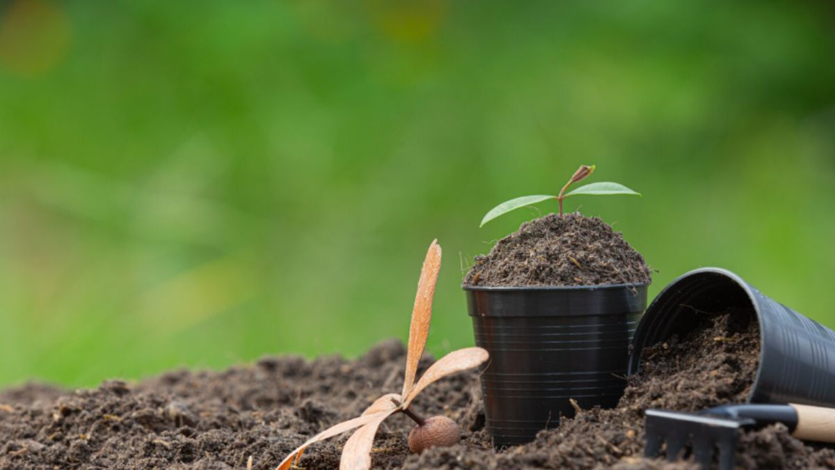 युद्ध के बीच खेती बचाने की तैयारी! वित्त मंत्री ने बुलाई सचिवों की बैठक, फर्टिलाइजर सब्सिडी बढ़ाने पर हो सकता है बड़ा फैसला