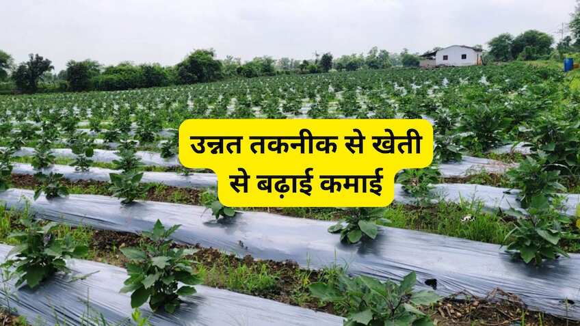 Success Story: परंपरागत खेती छोड़ अपनाया ये तरीका! 10 एकड़ में ग्राफ्टेड बैंगन से कमाए ₹16 लाख