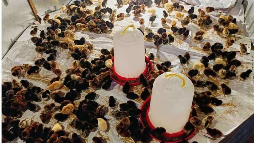 ₹33 हजार का निवेश और ₹55 हजार का मुनाफा! जानें कैसे एक छोटे बिजनेस ने बदली इस ग्रामीण महिला की जिंदगी