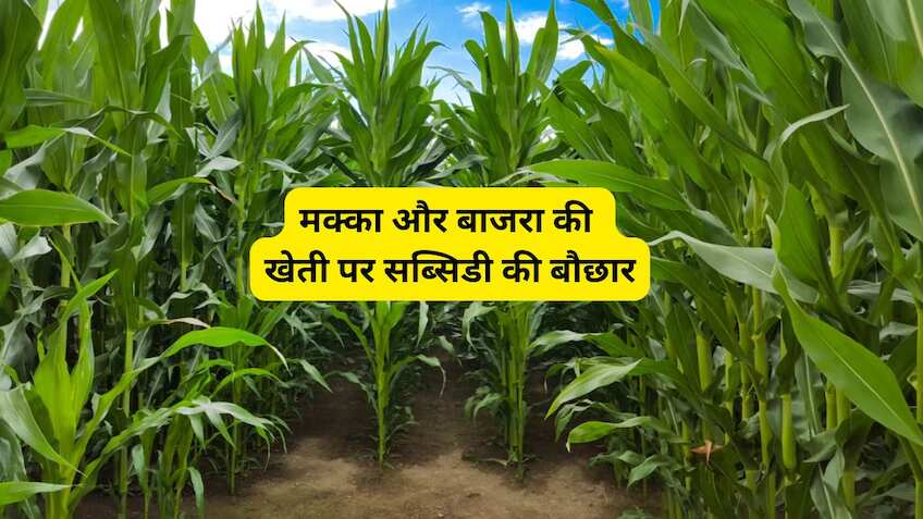 खेती की लागत होगी कम! 10 लाख से ज्यादा किसानों को मिलेंगे मुफ्त मक्का बीज, जानें किसे और कैसे मिलेगा फायदा