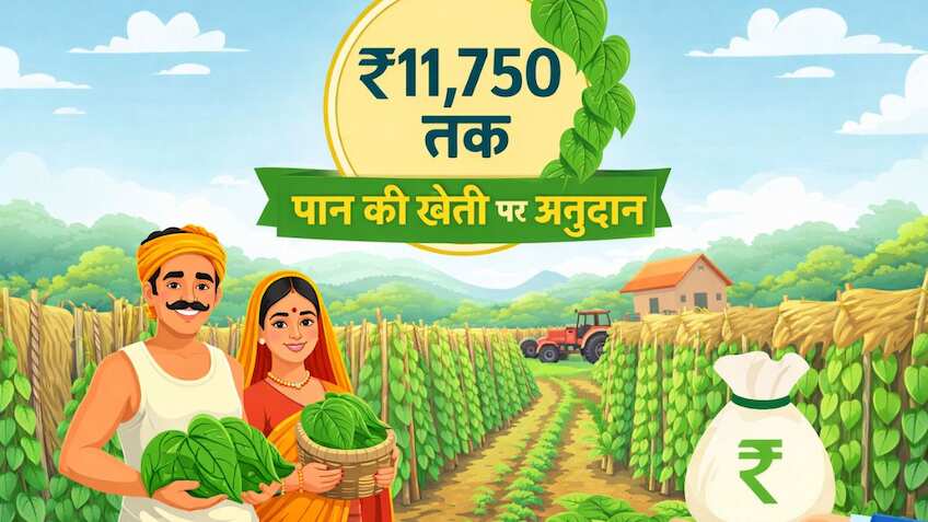 पान की खेती पर ₹11,750 की सरकारी मदद! बिहार के 12 जिलों में 'मगही पान' के विस्तार का मास्टरप्लान, जानें कैसे बदलेंगे दिन