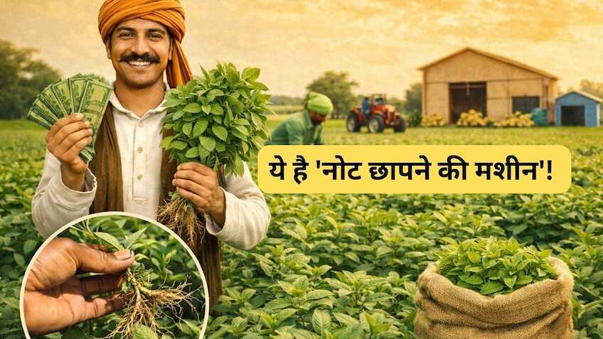 3 महीने की मेहनत और बंपर कमाई! जानें बुवाई से लेकर कमाई तक का पूरा गणित