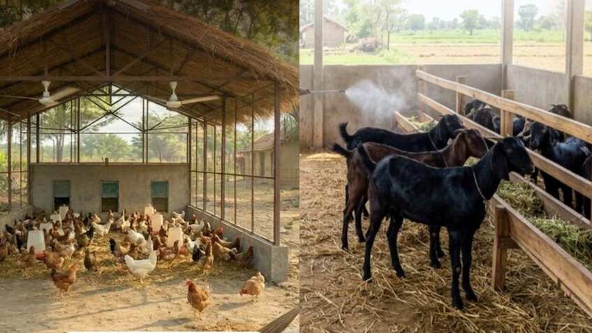 गर्मी में लू से बचाएं अपनी मुर्गियां और बकरियां! इन देसी उपायों से रुकेगी पशुओं की मौत, बढ़ेगा मुनाफा