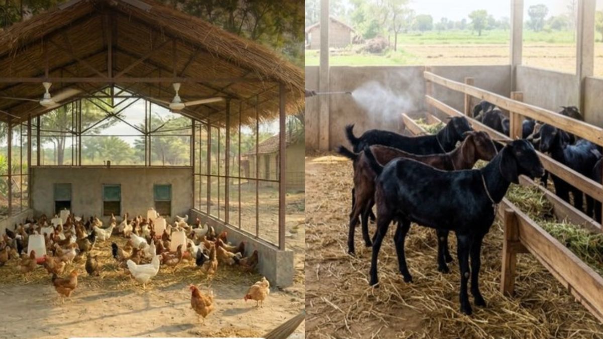 गर्मी में लू से बचाएं अपनी मुर्गियां और बकरियां! इन देसी उपायों से रुकेगी पशुओं की मौत, बढ़ेगा मुनाफा