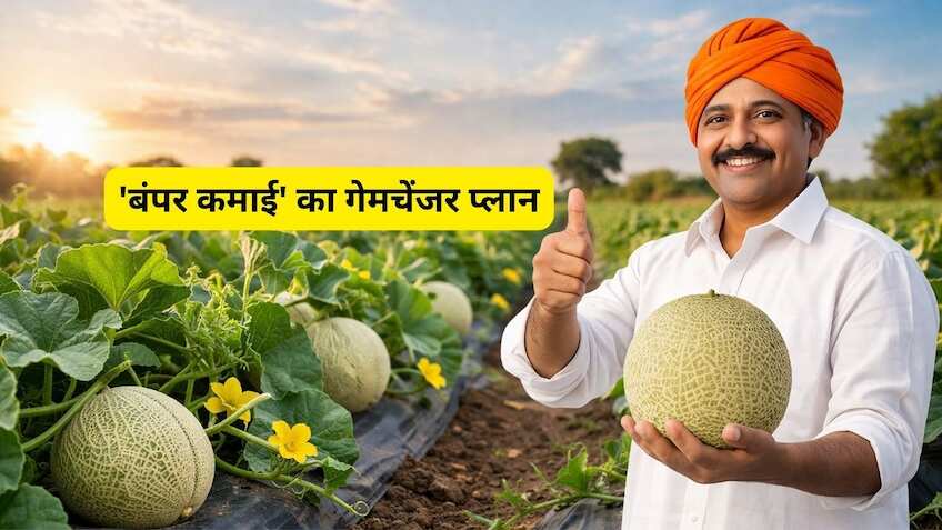 सिर्फ 90 दिनों का निवेश और बंपर कमाई! मार्च में करें इस 'समर क्रॉप' की बुवाई, 3 महीने में नोट छापने का मौका