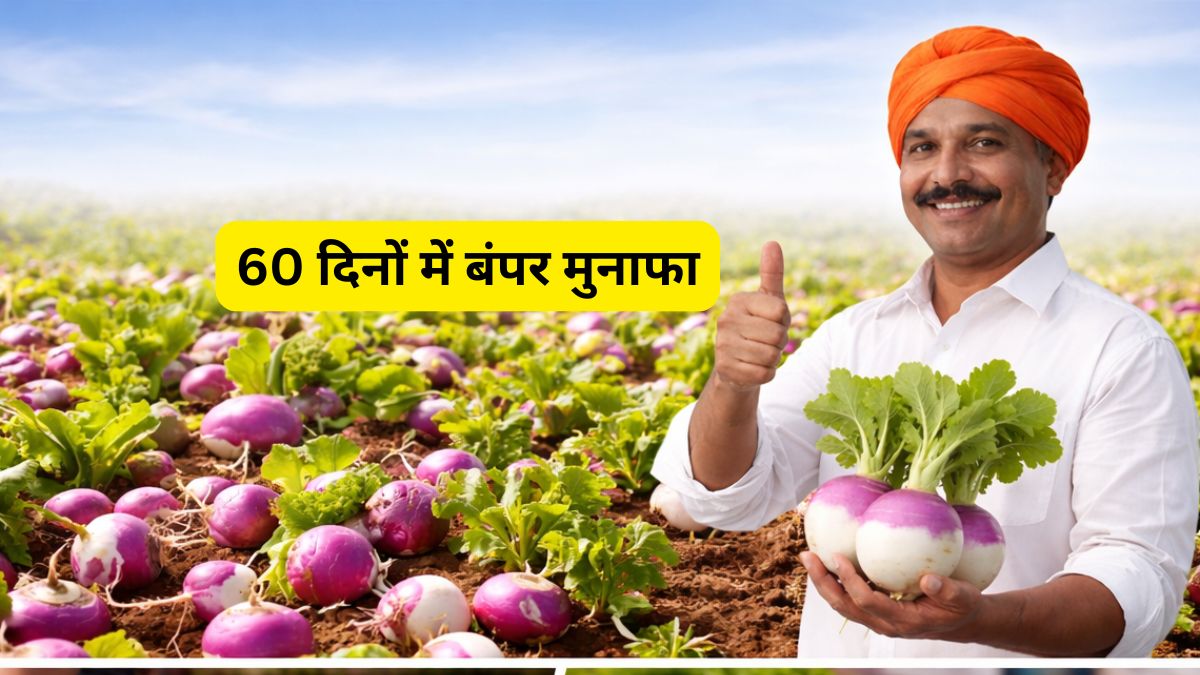 सिर्फ 60 दिनों में 'नोट छापने' वाली खेती! मार्च में लगाएं यह फसल और 2 महीने में पाएं बंपर मुनाफा