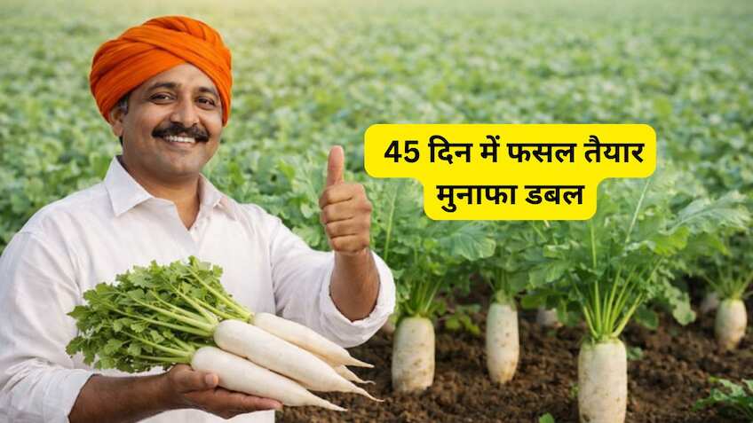 45 दिनों में मालामाल! मार्च में बोएं ये 'सफेद सोना'! खाली खेत और कम पानी में किसान कमाएंगे बंपर मुनाफा
