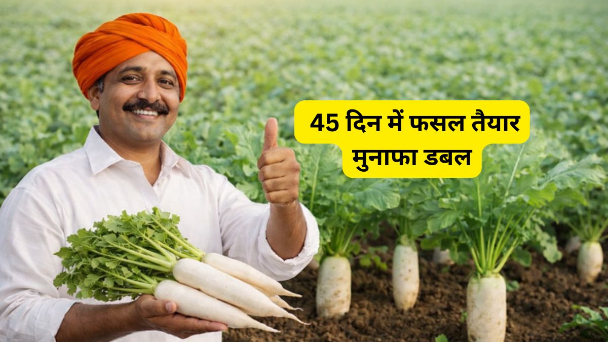 45 दिनों में मालामाल! मार्च में बोएं ये 'सफेद सोना'! खाली खेत और कम पानी में किसान कमाएंगे बंपर मुनाफा