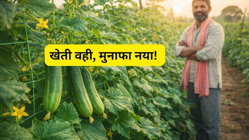 'नोट छापने' का सीजन शुरू! मार्च में करें खीरे की बुवाई, मई में कमाएं, गर्मियों में ताजा फल से बढ़ेगी कमाई