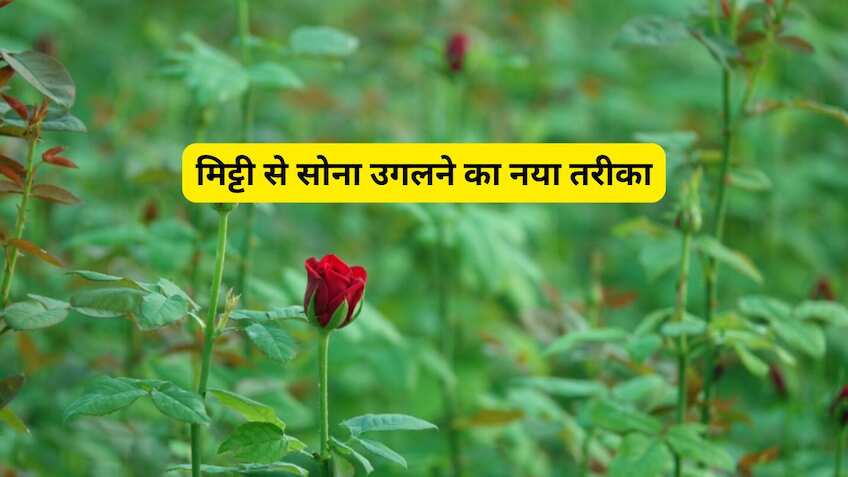 धान-गेहूं का मोह छोड़ा और बन गए 'रोज किंग'! पॉलीहाउस में गुलाब उगाकर हर महीने कमा रहे ₹3 लाख