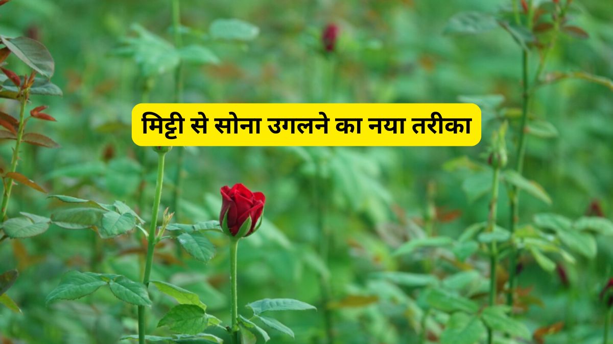 धान-गेहूं का मोह छोड़ा और बन गए 'रोज किंग'! पॉलीहाउस में गुलाब उगाकर हर महीने कमा रहे ₹3 लाख