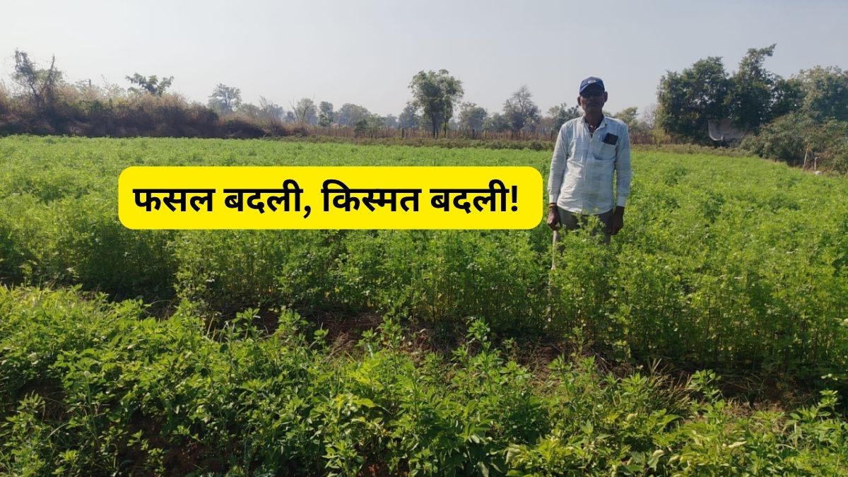 धान से नहीं मिली कमाई, धनिया ने बना दिया मालामाल! एक एकड़ में ₹50,000 कमा रहा किसान
