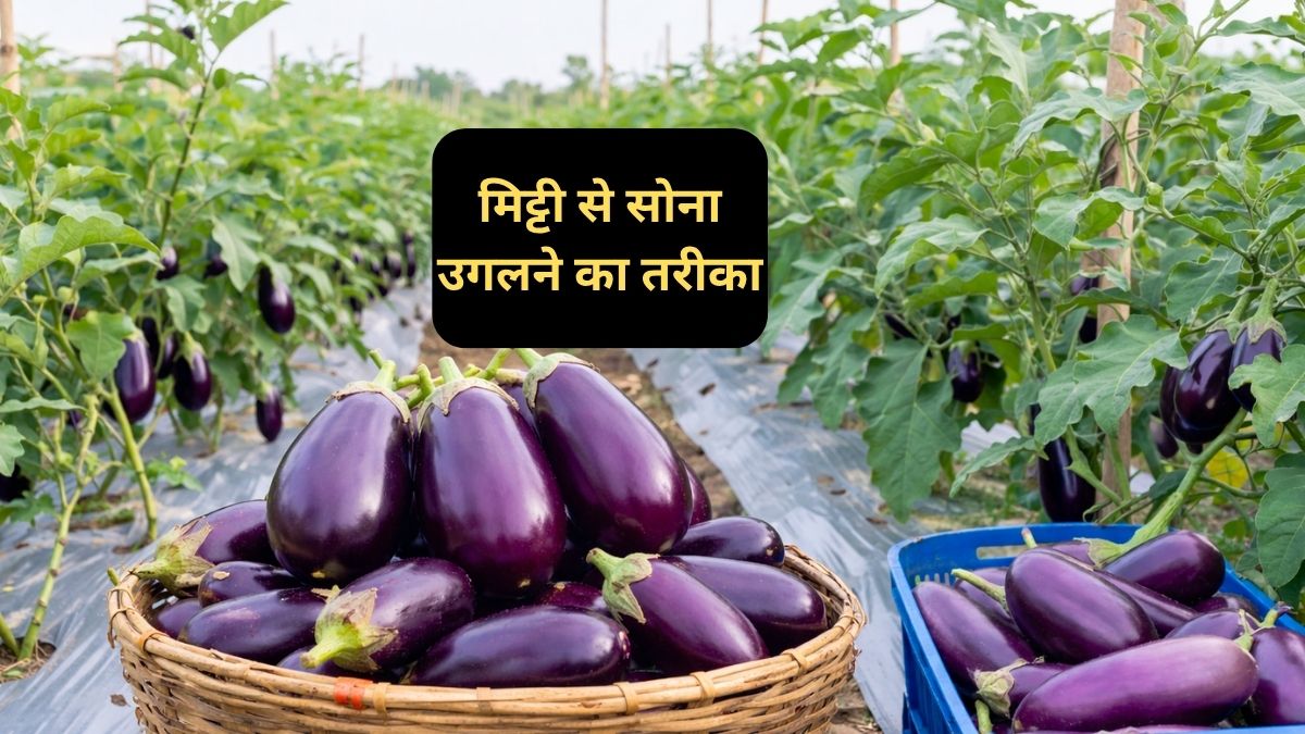 5वीं पास किसान का कमाल! धान छोड़ लगाया 'ग्राफ्टेड बैंगन', 1.45 हेक्टेयर से कमाए ₹9.60 लाख