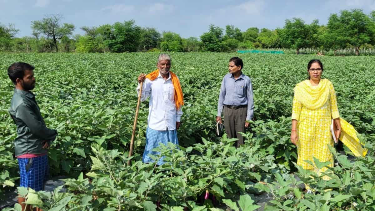 परंपरागत खेती छोड़, अपनाया ये मॉडल! किसान ने 1 एकड़ में कमाया ₹1.33 लाख का मुनाफा