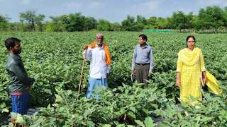 परंपरागत खेती छोड़, अपनाया ये मॉडल! किसान ने 1 एकड़ में कमाया ₹1.33 लाख का मुनाफा