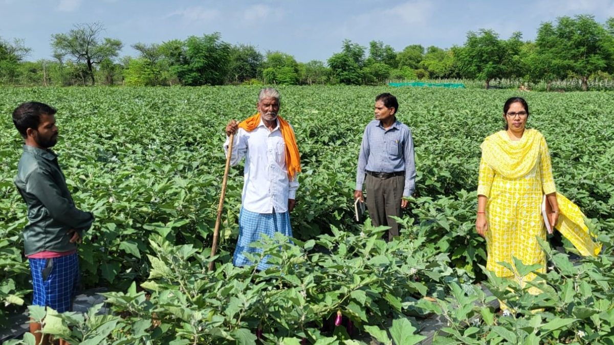 परंपरागत खेती छोड़, अपनाया ये मॉडल! किसान ने 1 एकड़ में कमाया ₹1.33 लाख का मुनाफा