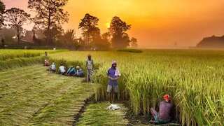 खेती को बनाना है बिजनेस! तो ये 5 फसलें उगाएं किसान, 90 दिन में मिलेगा खूब सारा मुनाफा!