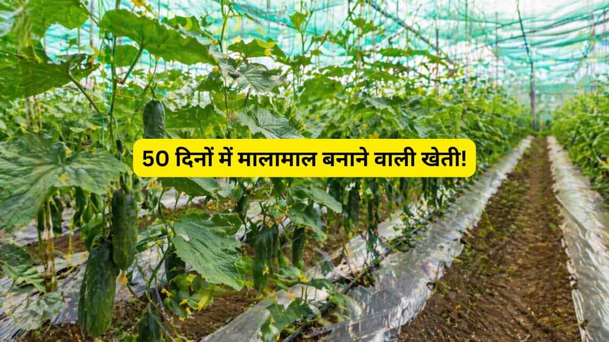 ग्रेजुएट किसान ने किया कमाल! 50 दिन में कमाया ₹1.30 लाख का नेट मुनाफा, जानें क्या है यह 'सफलता का मॉडल'
