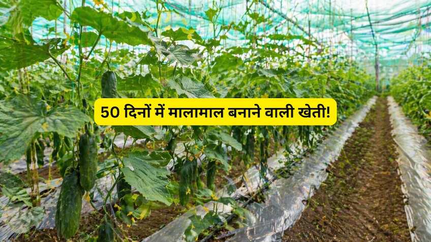 ग्रेजुएट किसान ने किया कमाल! 50 दिन में कमाया ₹1.30 लाख का नेट मुनाफा, जानें क्या है यह 'सफलता का मॉडल'