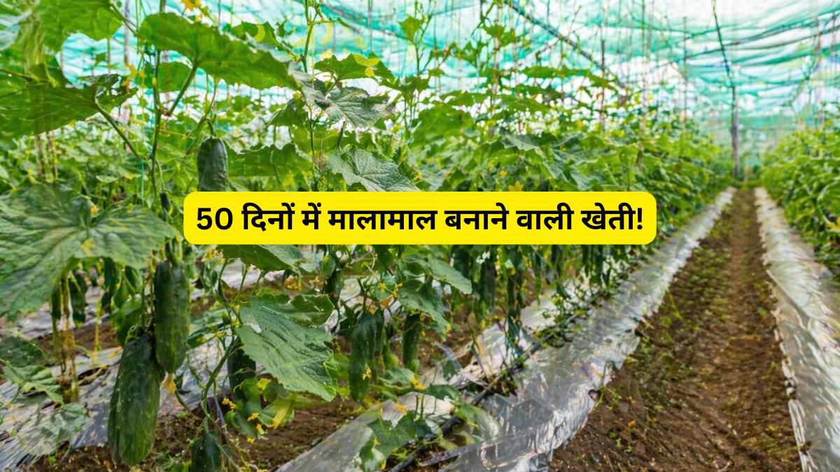 ग्रेजुएट किसान ने किया कमाल! 50 दिन में कमाया ₹1.30 लाख का नेट मुनाफा, जानें क्या है यह 'सफलता का मॉडल'