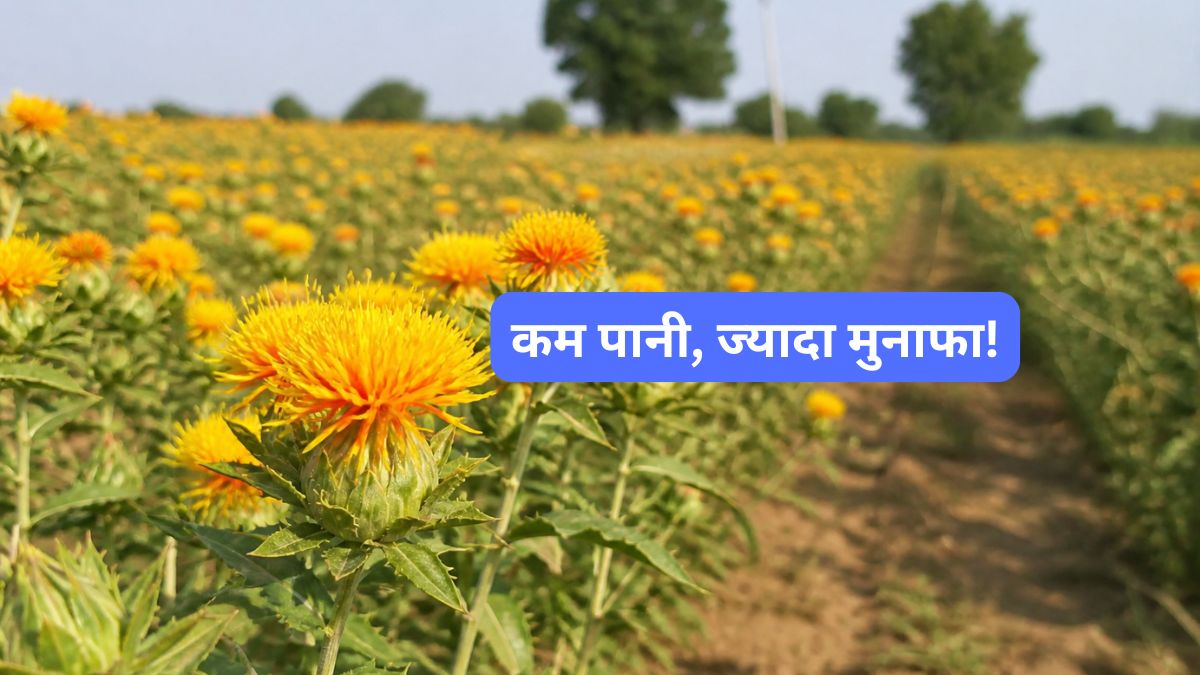 कुसुम की खेती: कम पानी में अधिक मुनाफे का 'कांटेदार' मंत्र, ग्रीष्मकालीन धान का बना बेहतर विकल्प