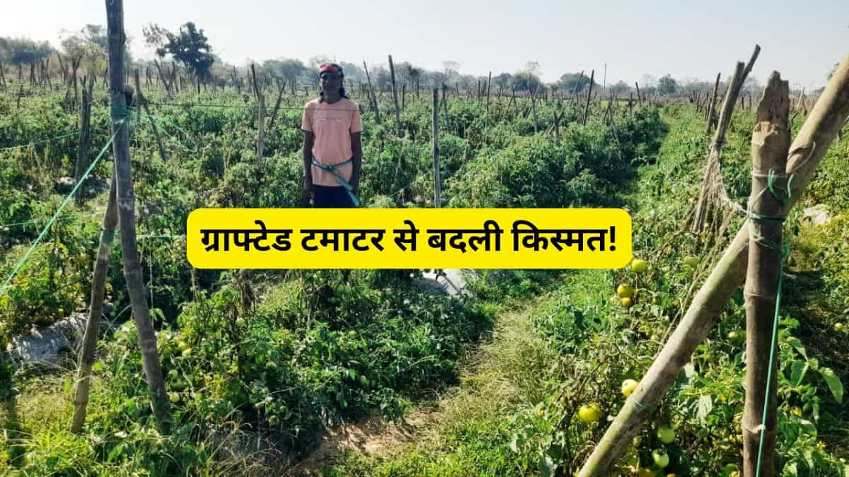 धान के बजाय ग्राफ्टेड टमाटर की खेती बनी मुनाफे का सौदा, किसान ने कमाए ₹3 लाख से ज्यादा