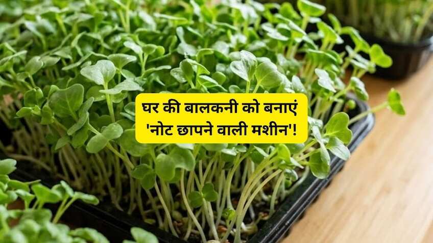 नौकरी के साथ घर बैठे शुरू करें स्मार्ट खेती! 7 दिन में तैयार होने वाले इस 'सुपरफूड' की मार्केट में है भारी डिमांड