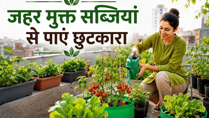 शहरों में खेती का नया ट्रेंड! छत पर उगाएं जैविक सब्जियां, इन राज्यों में मिल रही है 75% तक सब्सिडी