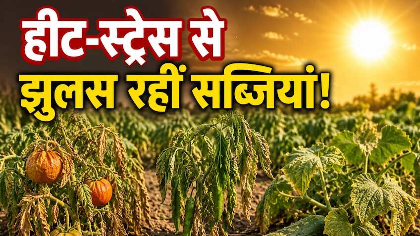 Farming Tips: गर्मी ने बढ़ाया सब्जी किसानों का संकट, फसल बचाने के लिए तुरंत करें ये 5 काम