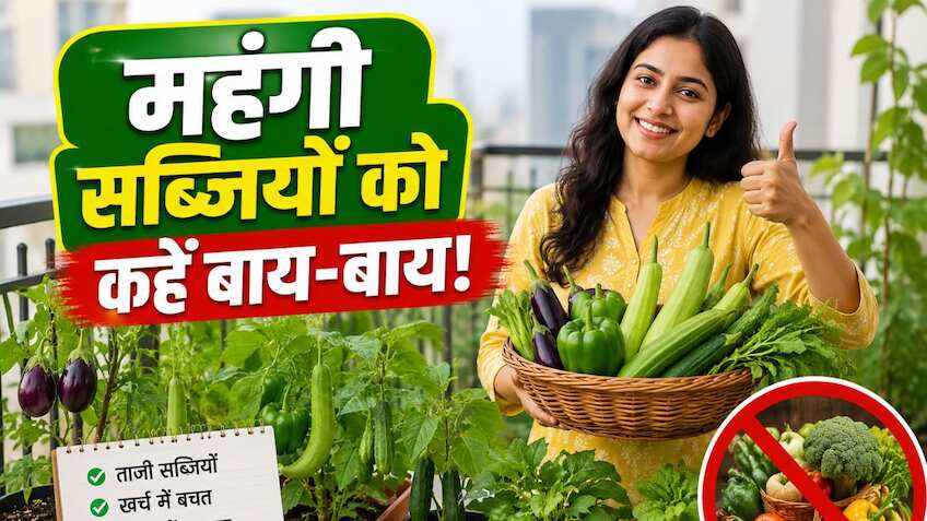 सब्जियों की महंगाई से हैं परेशान? घर की छत या बालकनी में उगाएं ये 5 चीजें, हर महीने करें हजारों की बचत