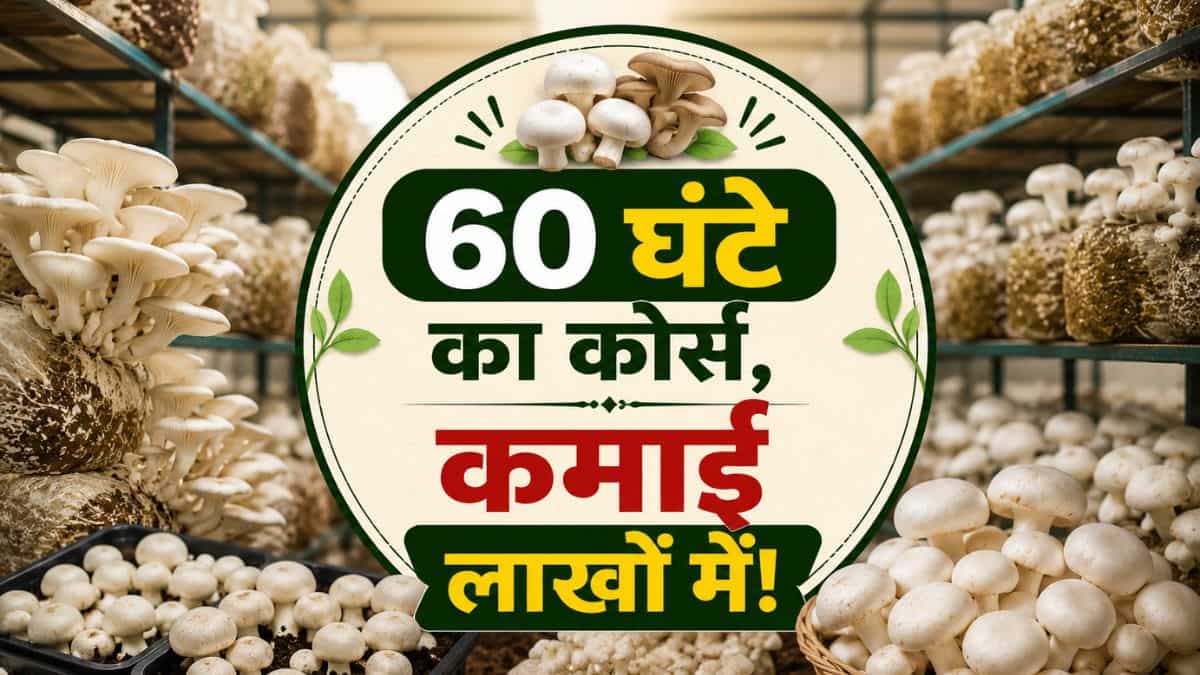 नौकरी का झंझट खत्म! लें 60 घंटे की ट्रेनिंग और शुरू करें मशरूम का बंपर मुनाफा देने वाला बिजनेस