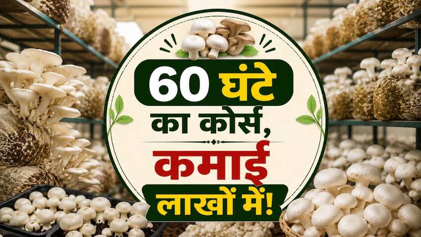 नौकरी का झंझट खत्म! लें 60 घंटे की ट्रेनिंग और शुरू करें मशरूम का बंपर मुनाफा देने वाला बिजनेस