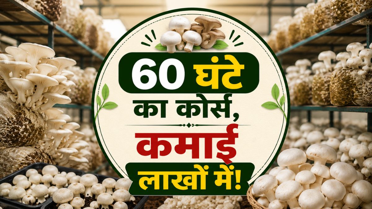 नौकरी का झंझट खत्म! लें 60 घंटे की ट्रेनिंग और शुरू करें मशरूम का बंपर मुनाफा देने वाला बिजनेस