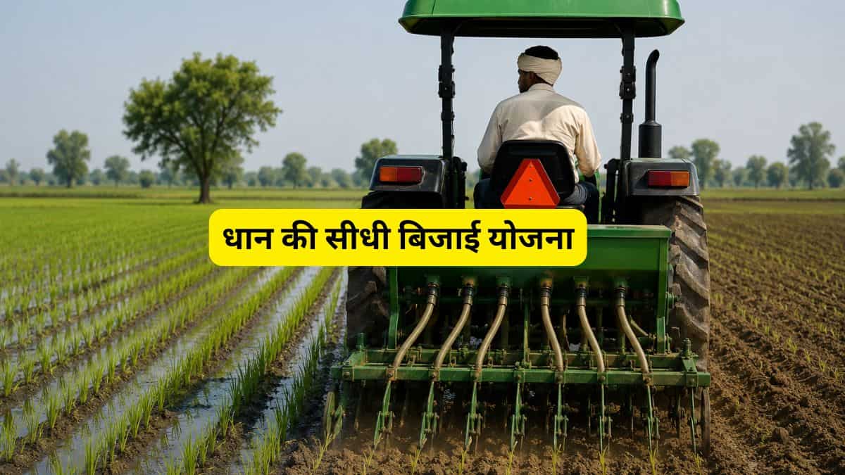 धान की सीधी बिजाई करें किसान! सरकार देगी ₹4500 प्रति एकड़ अनुदान, जानिए इसके क्या हैं फायदे