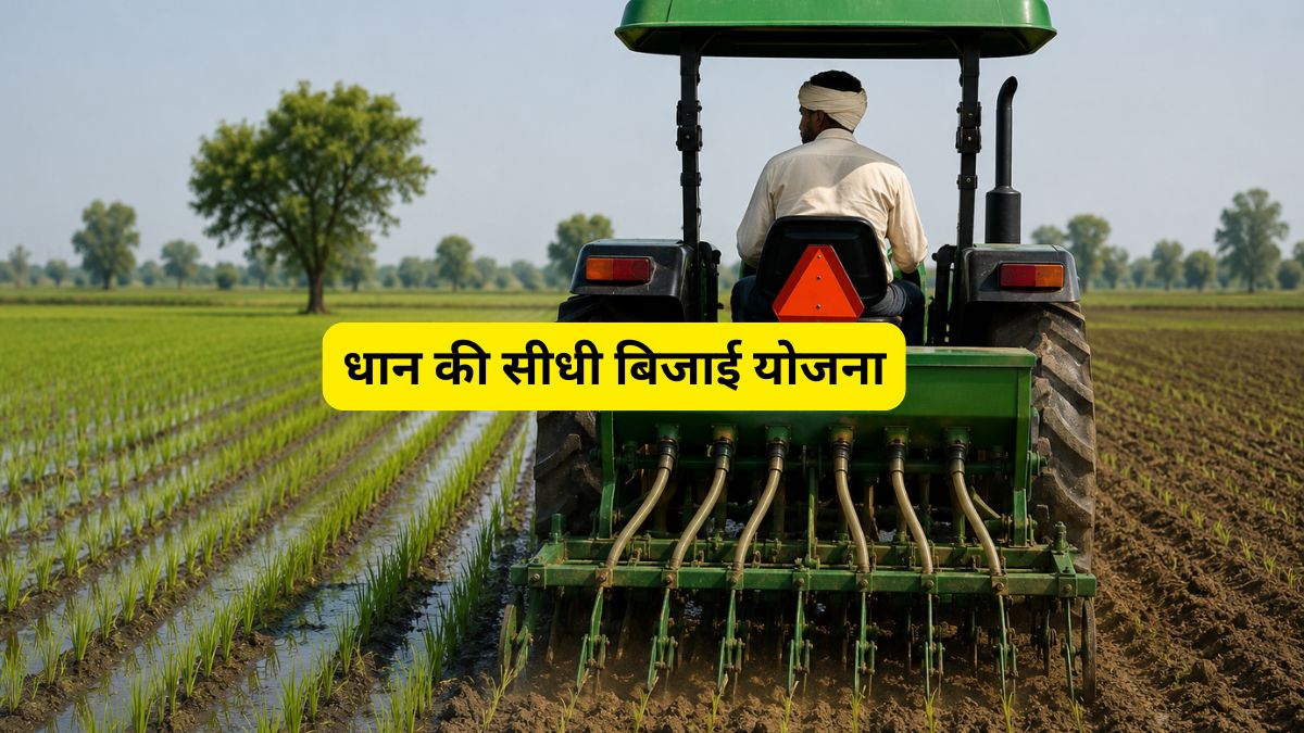 धान की सीधी बिजाई करें किसान! सरकार देगी ₹4500 प्रति एकड़ अनुदान, जानिए इसके क्या हैं फायदे