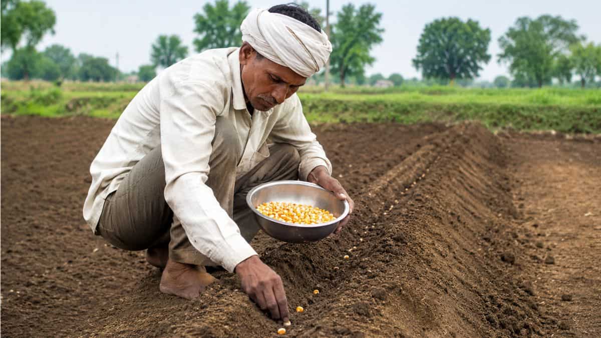 मक्का की खेती में बंपर मुनाफा! अपनाएं मेढ़ विधि, जलभराव से भी मिलेगा छुटकारा